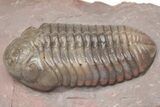 Austerops Trilobite From Jorf - Top Quality Specimen #213138-2
